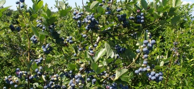 Afinele – Sanatate din natura Afinele – Sanatate din natura