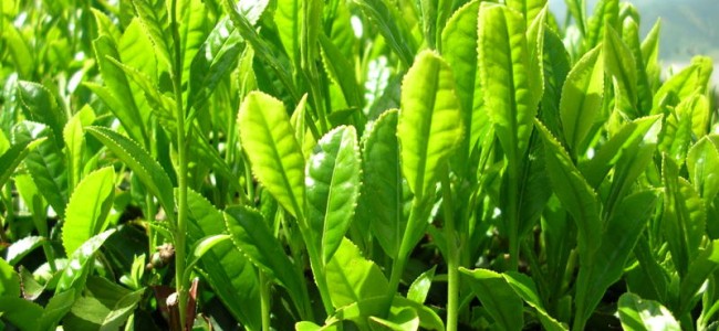 Ceaiul verde – Un medicament miraculous la indemana oricui!