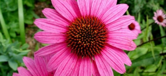3 plante care iti tin gradina vie in timpul caniculei 3 plante care iti tin gradina vie in timpul caniculei