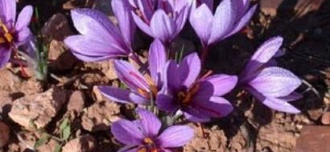 Cele mai bune suplimente naturale pentru tratarea depresiilor Cele mai bune suplimente naturale pentru tratarea depresiilor