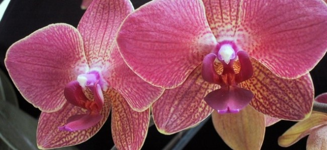 Orhideea – Regina florilor Orhideea – Regina florilor