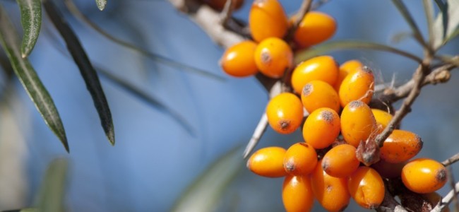 Catina alba, ginsengul romanesc Catina alba, ginsengul romanesc