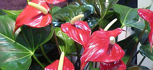 Anthurium, Floarea Flamingo Anthurium, Floarea Flamingo
