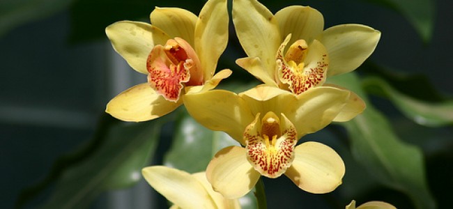 Orhideea, genul Cymbidium