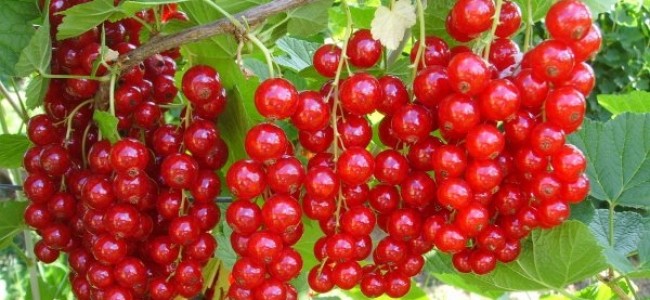 Cum si de ce sa cultivam coacazul? Cum si de ce sa cultivam coacazul?