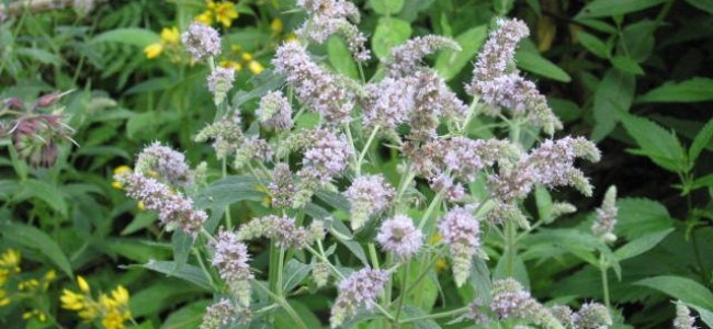 Menta salbatica: Sanatate si prospetime din natura Menta salbatica: Sanatate si prospetime din natura