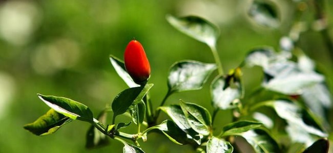 10 surse excelente de vitamina C 10 surse excelente de vitamina C