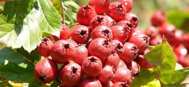 Paducelul – un ajutor pentru inima si prospetime. 9 efecte de exceptie Paducelul – un ajutor pentru inima si prospetime. 9 efecte de exceptie