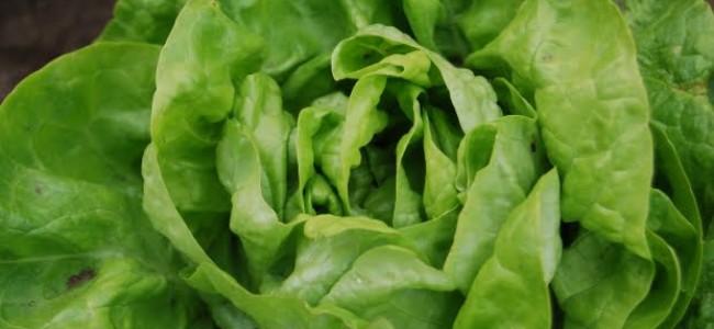 Vezi ce se intampla atunci cand consumi legume cu frunze verzi! Vezi ce se intampla atunci cand consumi legume cu frunze verzi!