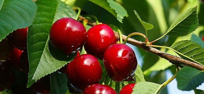 Cirese, capsune, visine – vezi minunatele efecte ale fructelor de iunie Cirese, capsune, visine – vezi minunatele efecte ale fructelor de iunie