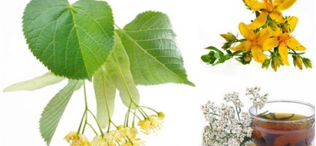 3 plante medicinale de cules in aceasta perioada 3 plante medicinale de cules in aceasta perioada