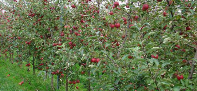 Pomi fructiferi altoiti – cand si cum se planteaza Pomi fructiferi altoiti – cand si cum se planteaza
