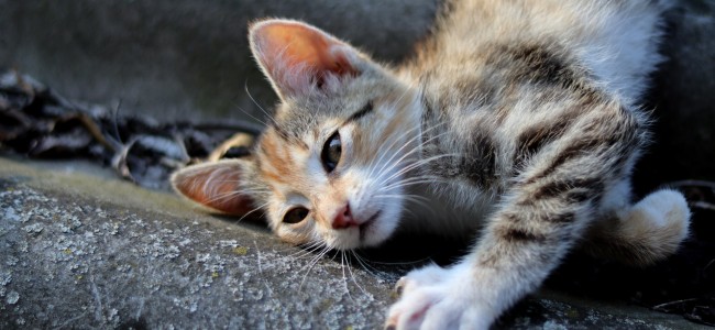 De ce sa alegi o pisica ca animal de companie la bloc? De ce sa alegi o pisica ca animal de companie la bloc?